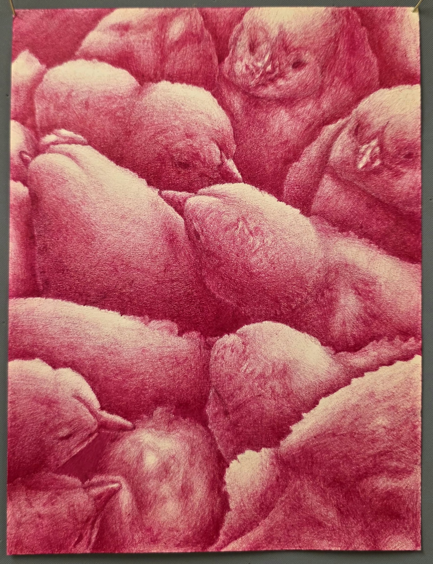 Pink monochrome artwork showing a cluster of sleeping chicks packed closely together.