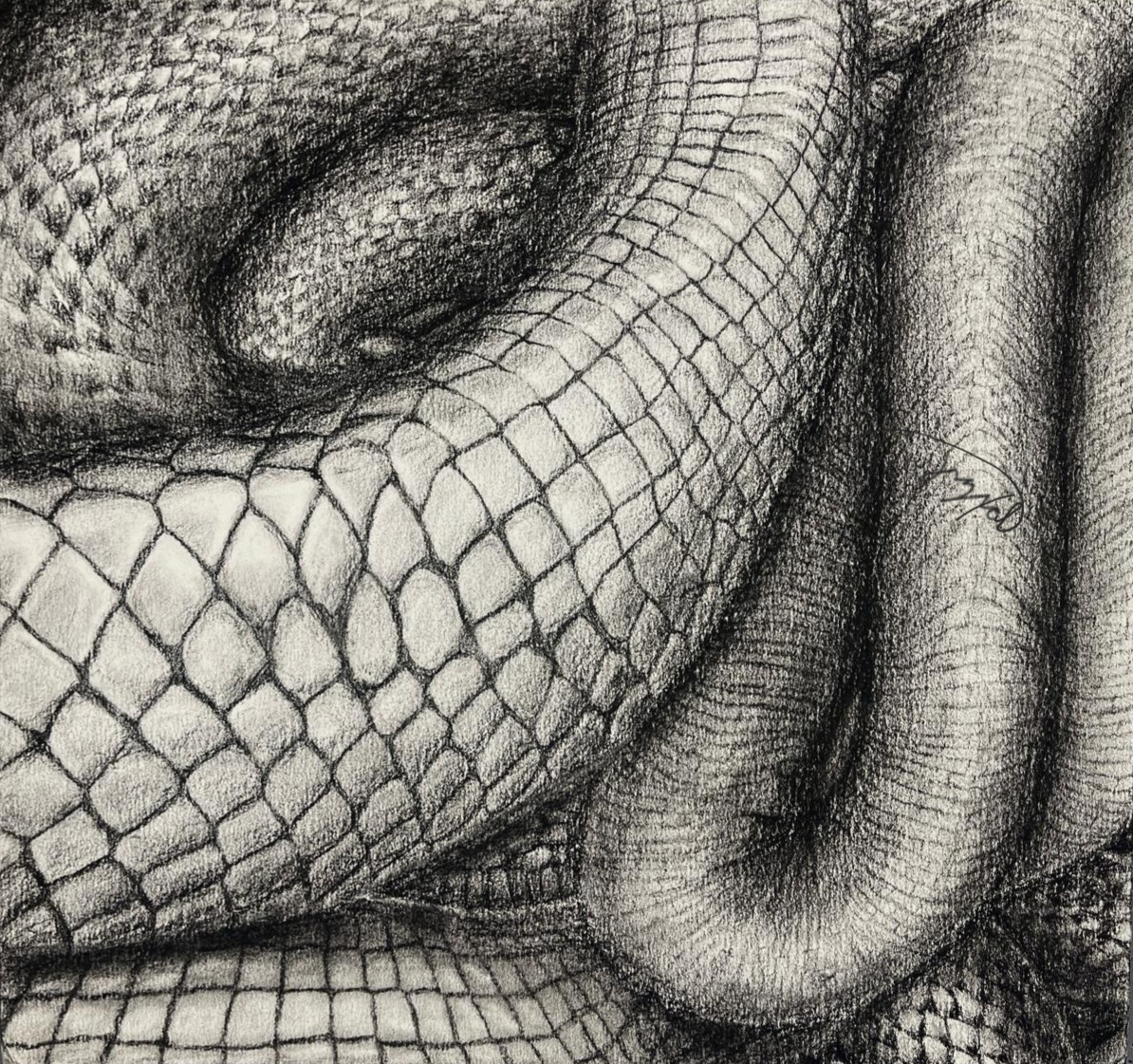 Close-up charcoal study of snake scales folding across the picture plane.
